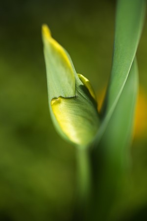 Dreamy Tulip Bud